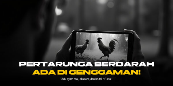 Rahasia Sabung Ayam: Tradisi, Strategi, dan Kesan Mendalam di Balik Arena